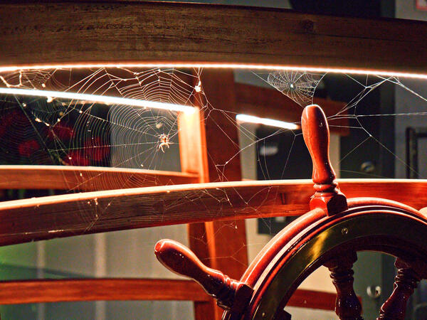 spider
