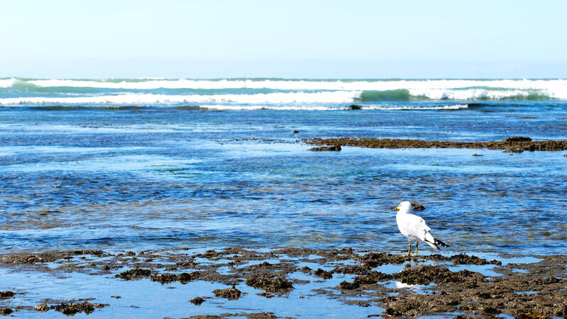 bird