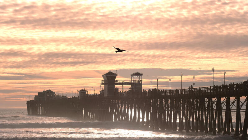 pier and bird in flight